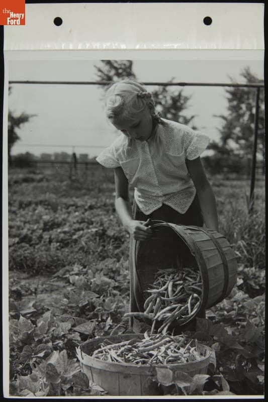 Girl Harvesting Peas, August 1944