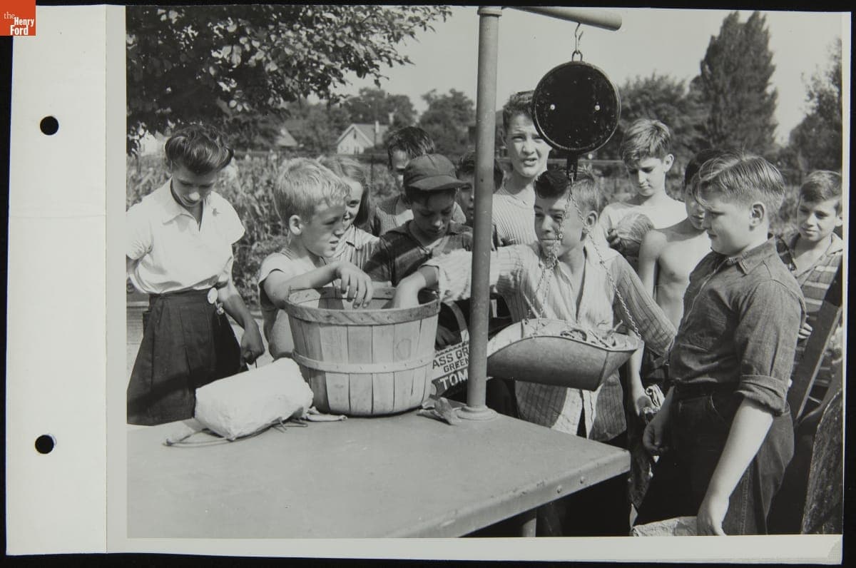 Boys Weighing Produce from Victory Garden, August 1944