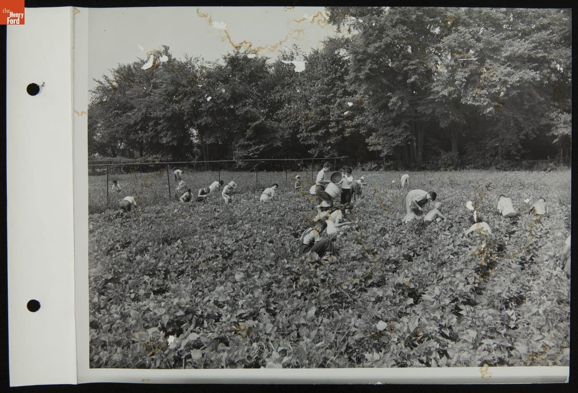 Children Working in a Victory Garden, August 1944