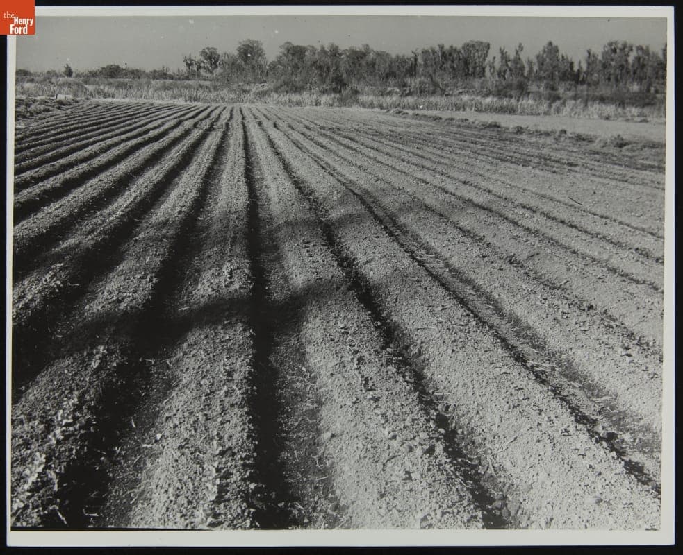 Lettuce Fields, Richmond Hill, Georgia, circa 1940