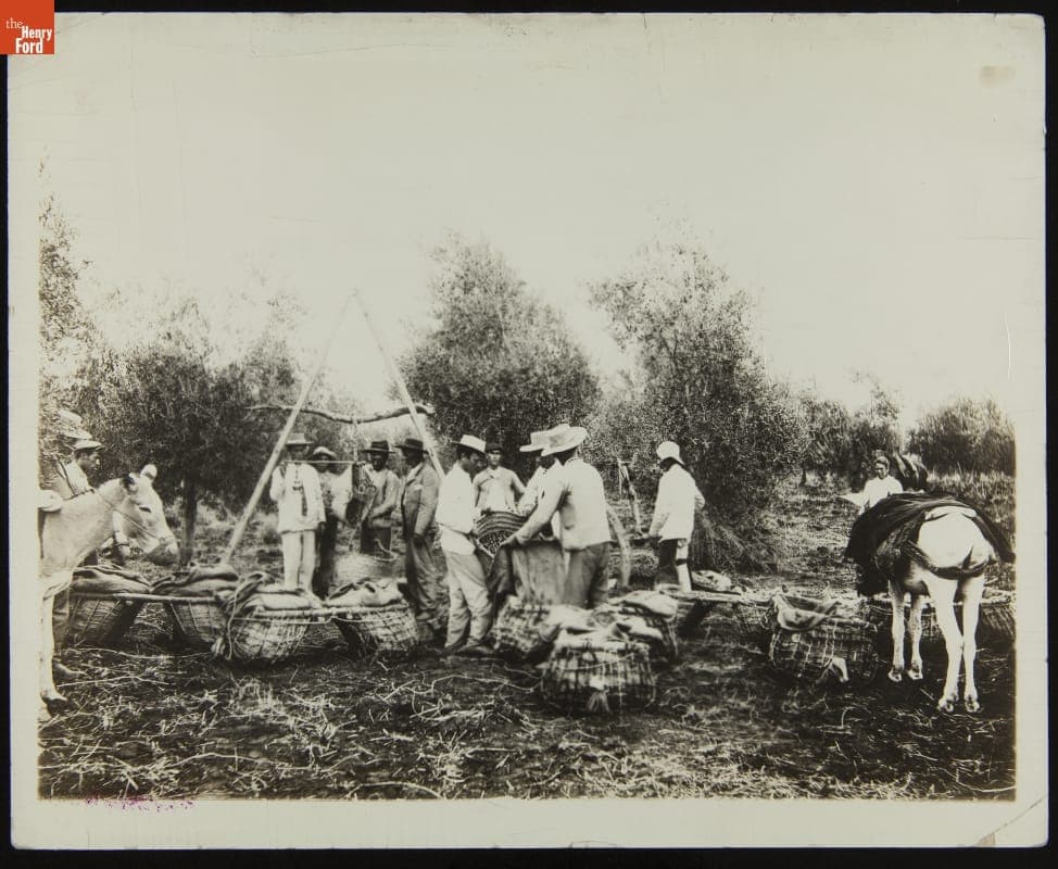 Harvesting Olives, H. J. Heinz Company, Seville, Spain, circa 1915
