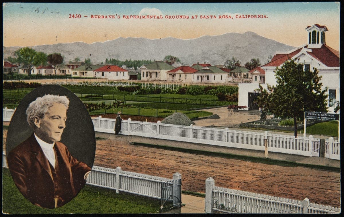 Burbank's Experimental Grounds at Santa Rosa, California, 1910