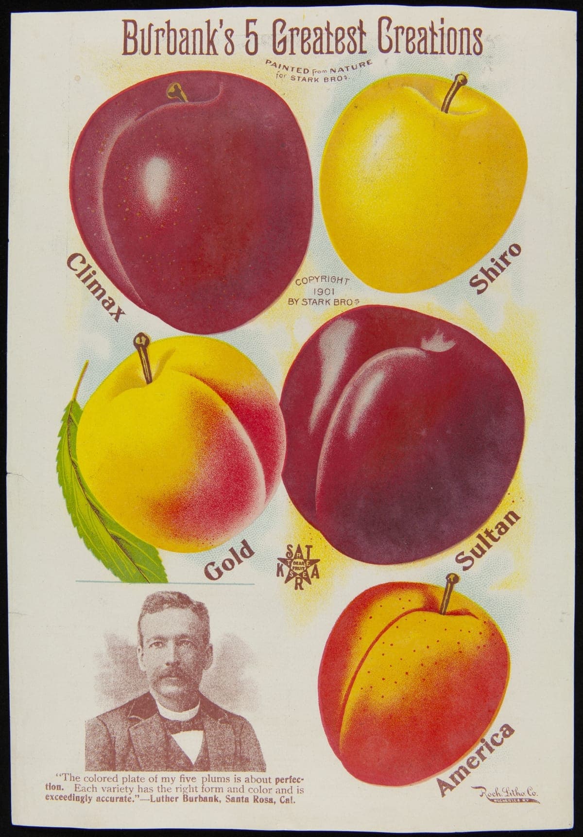 Stark Bro's Nurseries & Orchards Company Trade Card, "Burbank's 5 Greatest Creations," 1901
