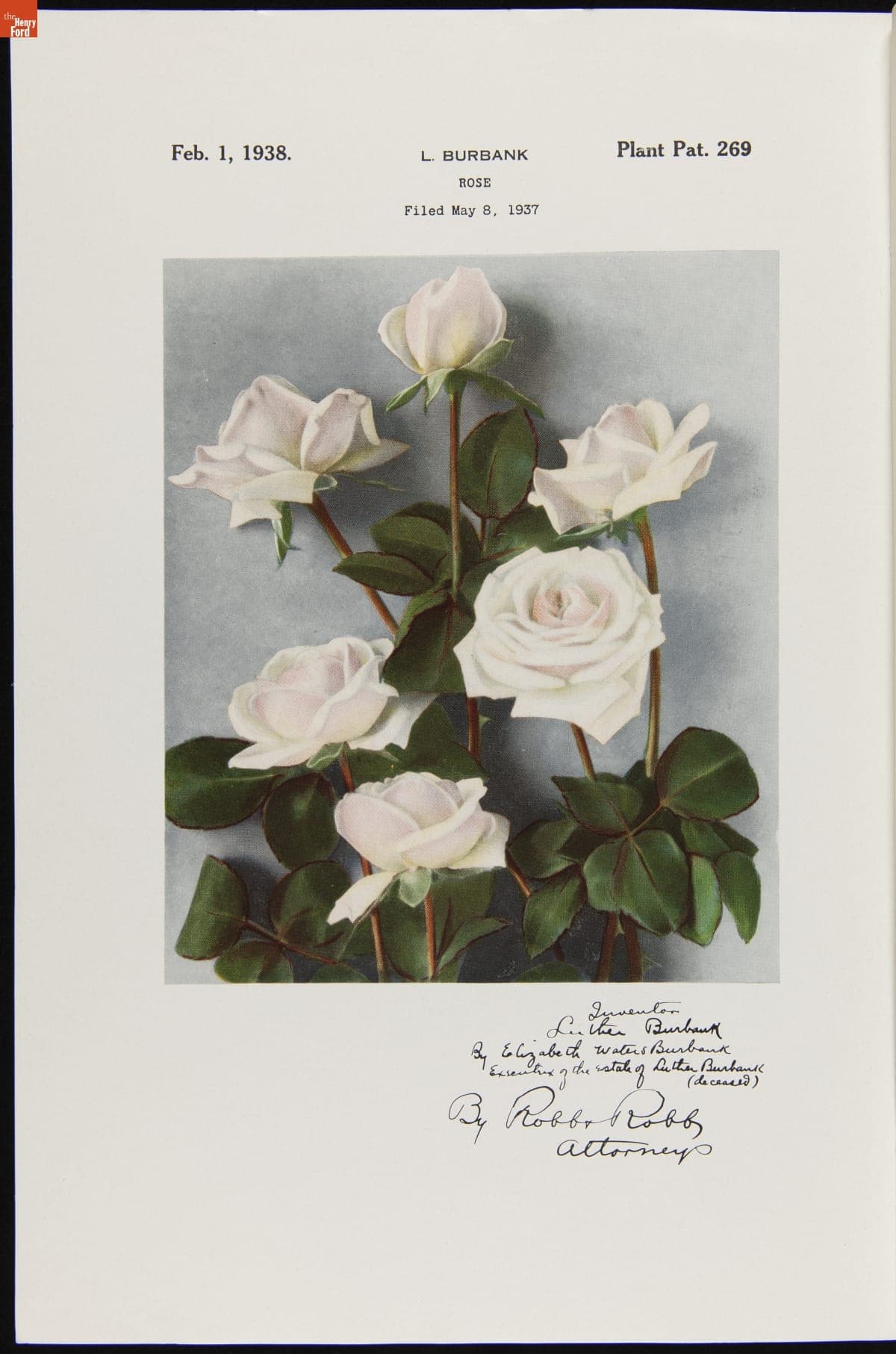 U.S. Plant Patent 269, for Luther Burbank Rose, Granted to Elizabeth Waters Burbank, February 1, 1938