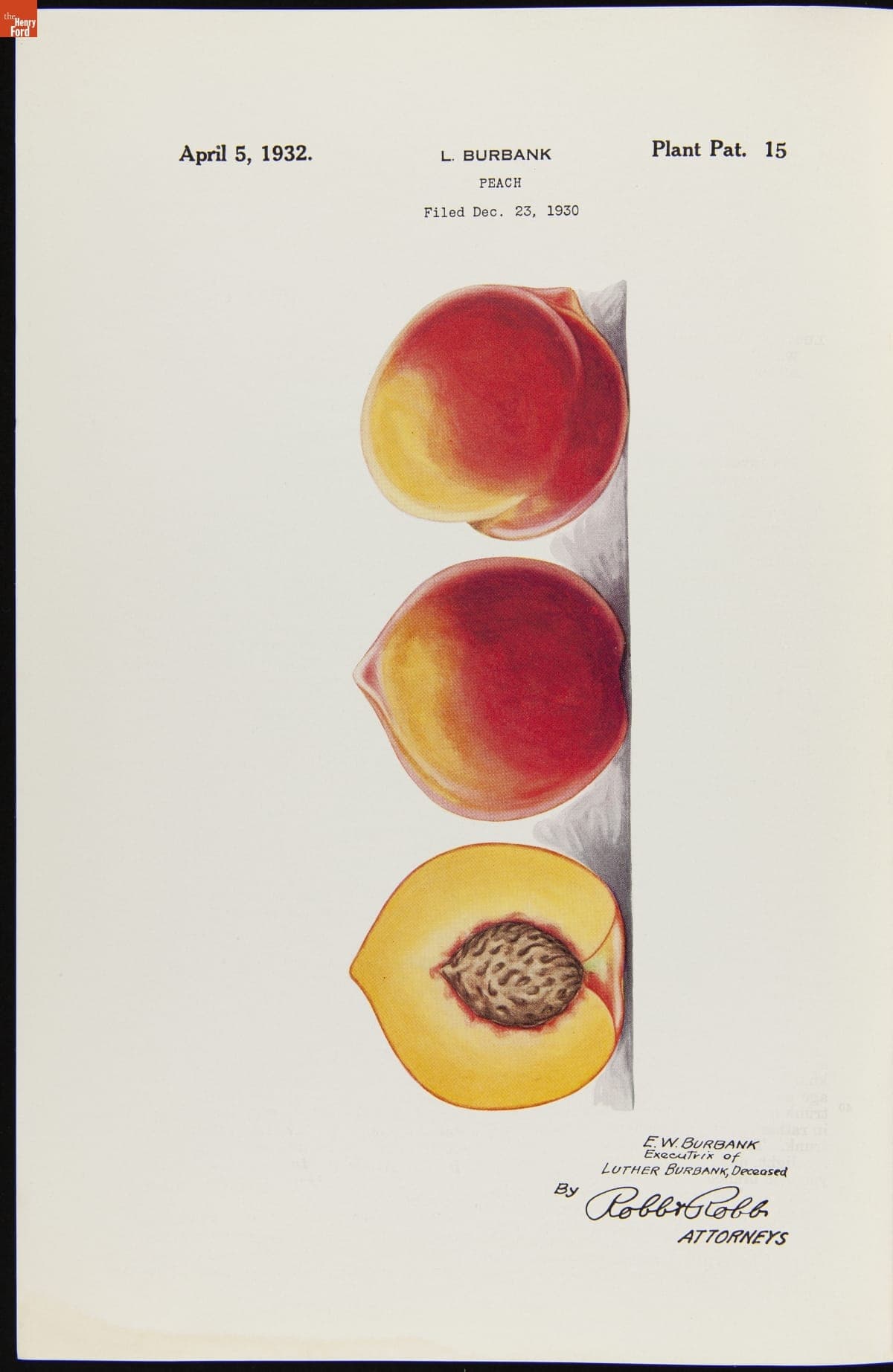 U.S. Plant Patent 15, for Luther Burbank Peach, Granted to Elizabeth Waters Burbank, April 5, 1932