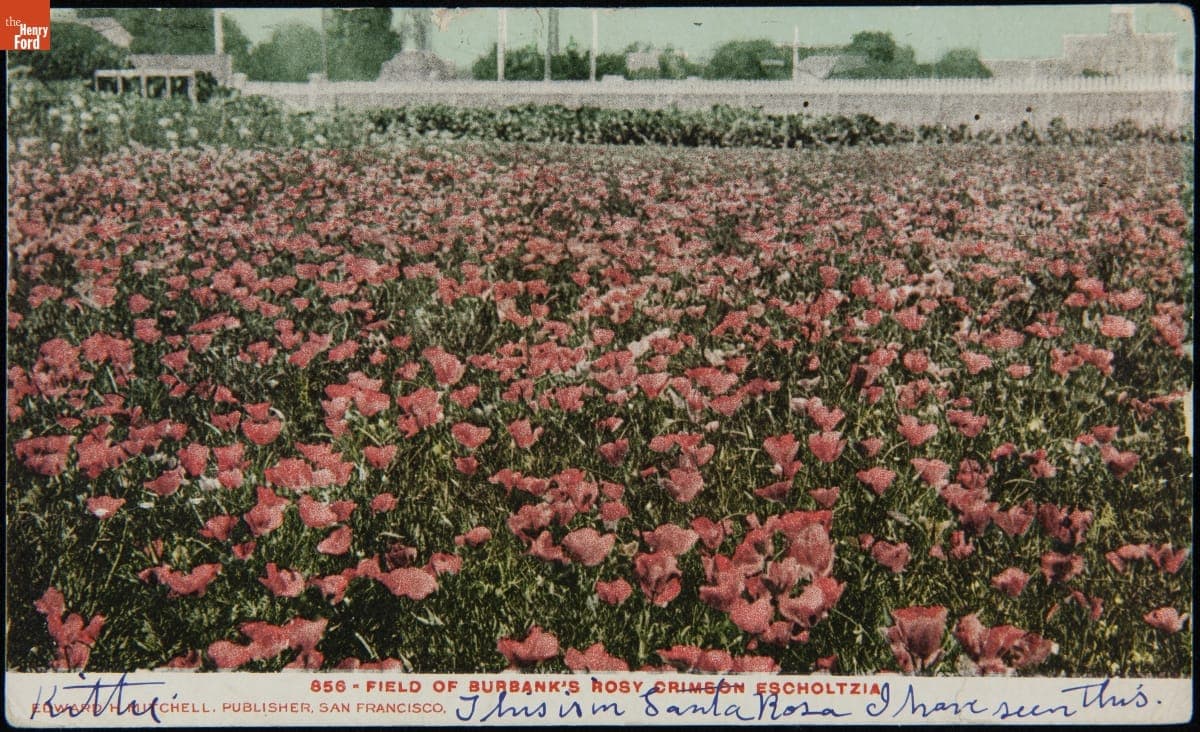 Field of Burbank's Rosy Crimson Escholtzia, April 13, 1908