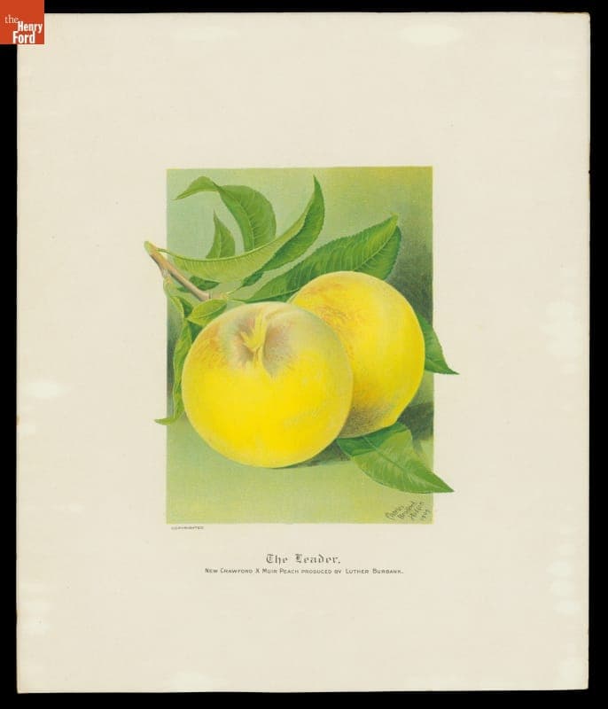 Lithograph, "The Leader, New Crawford x Muir Peach Produced by Luther Burbank" 1909