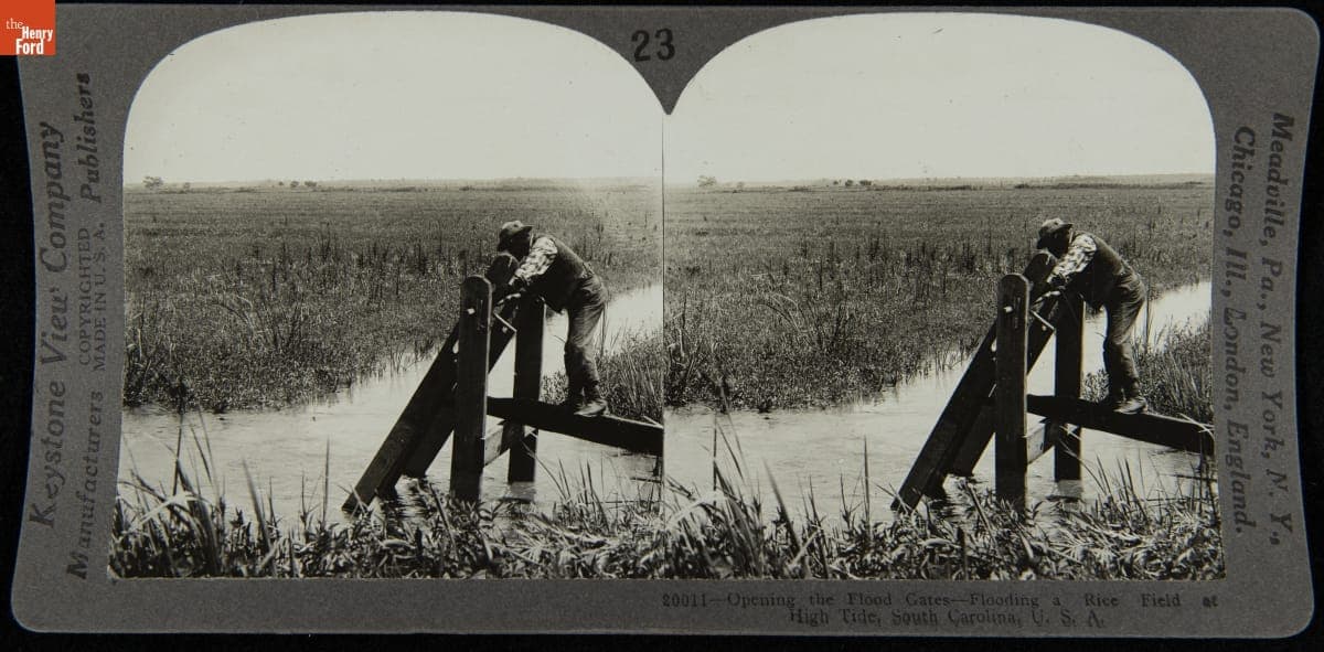 Open the Flood Gates, Flooding a Rice Field at High Tide, South Carolina, U.S.A.