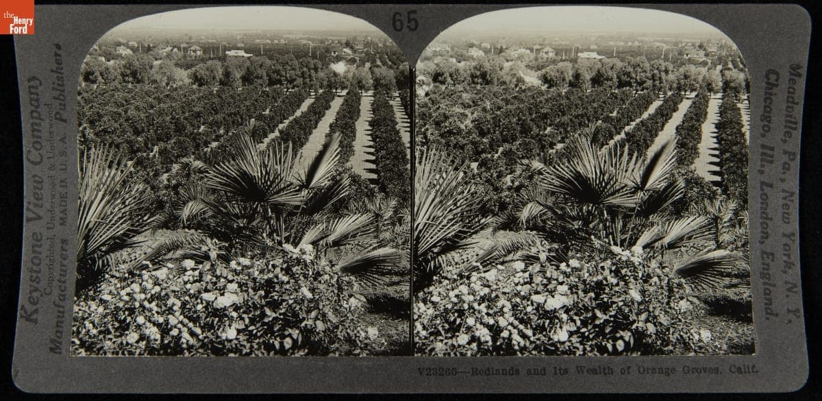 Redlands and Its Wealth of Orange Groves, Calif.