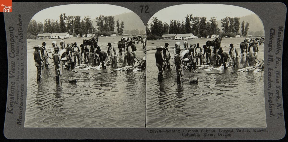 Seining Chinook Salmon, Largest Variety Known, Columbia River, Oregon