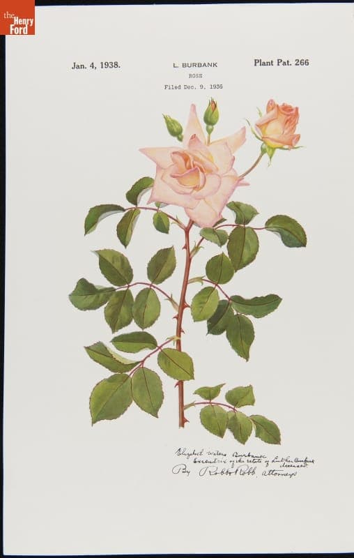 U.S. Plant Patent 266, for Luther Burbank Rose, Granted to Elizabeth Waters Burbank, January 4, 1938