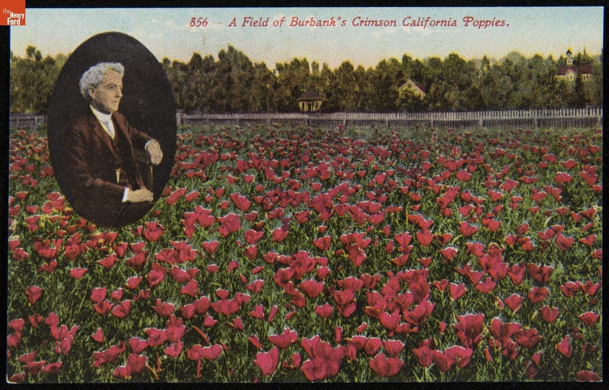 "A Field of Burbank's Crimson California Poppies," circa 1915