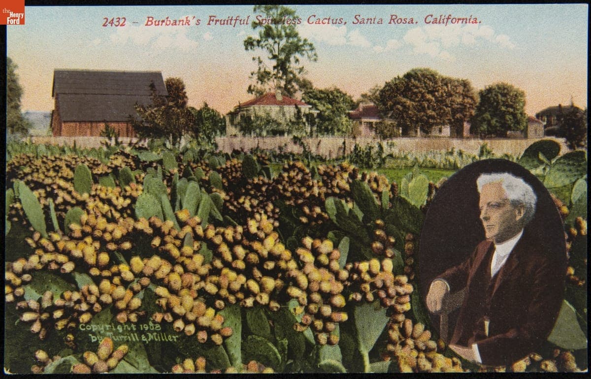 "Burbank's Fruitful Spineless Cactus, Santa Rosa, California," circa 1908