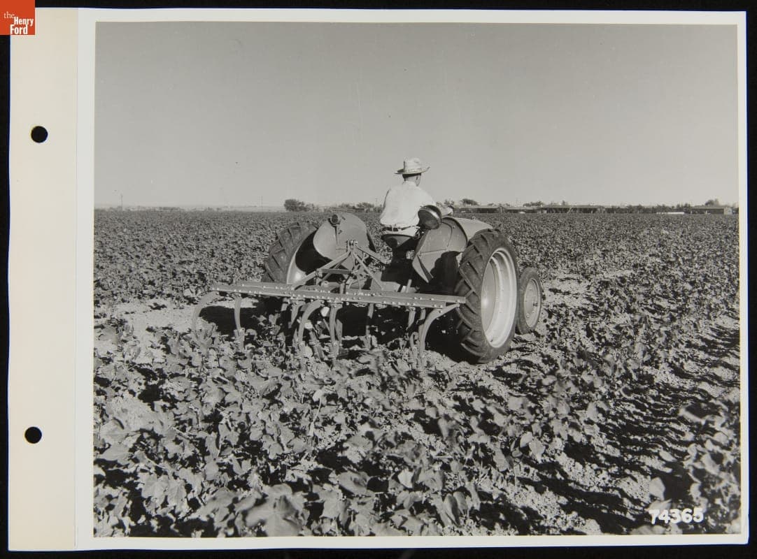 Ford-Ferguson 9N Tractor and Cultivator in Cotton Field, September 13, 1940