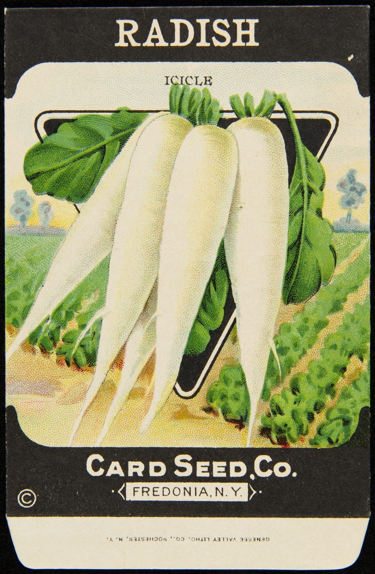 Card Seed Company "Radish" Seed Packet, 1912-1920
