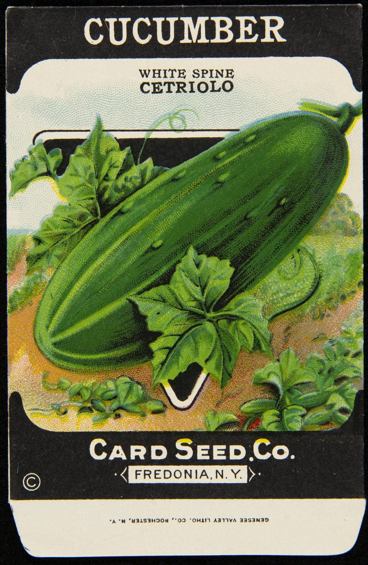 Card Seed Company "Cucumber" Seed Packet, 1912-1920