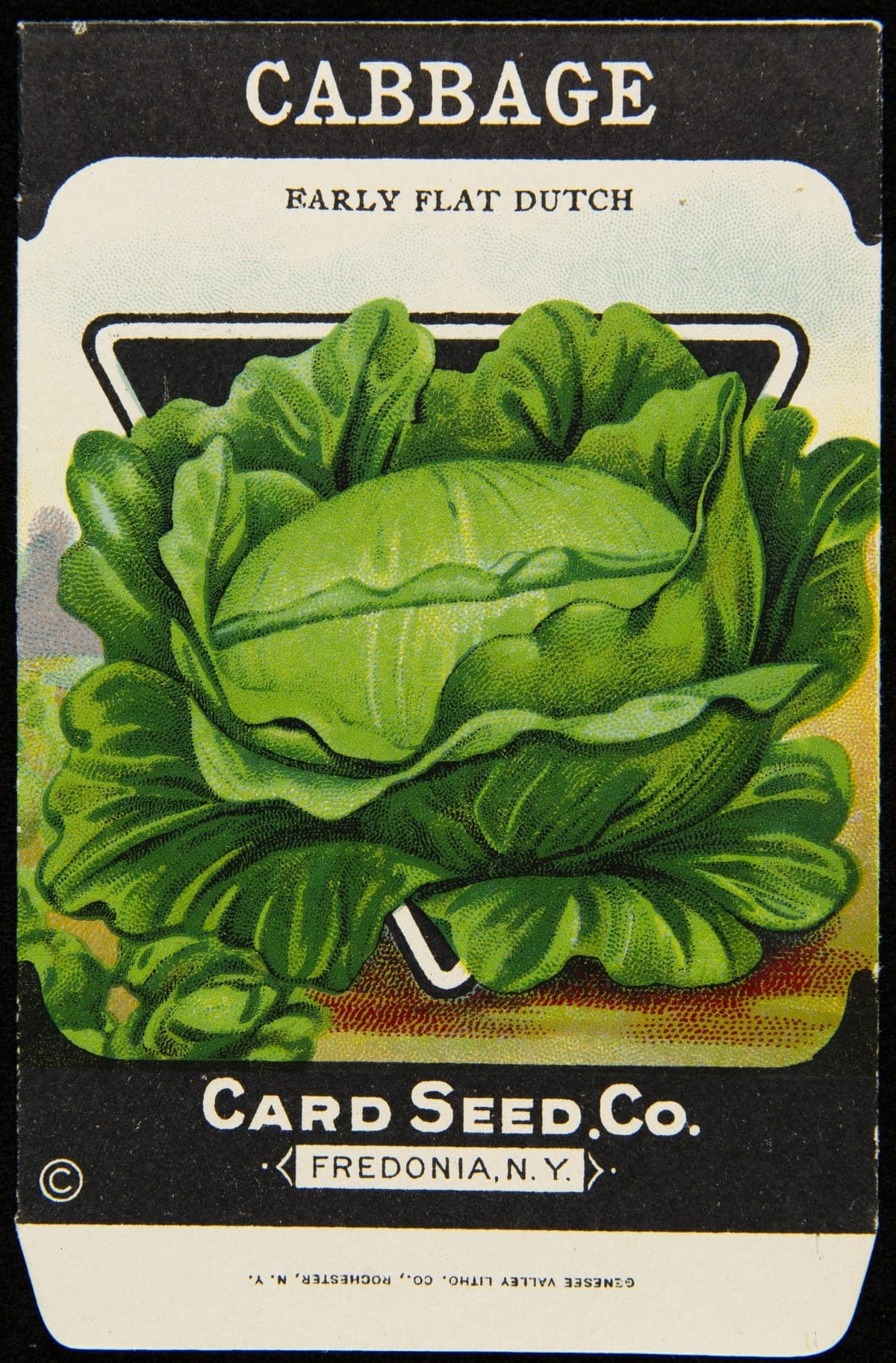 Card Seed Company "Cabbage" Seed Packet, 1912-1920