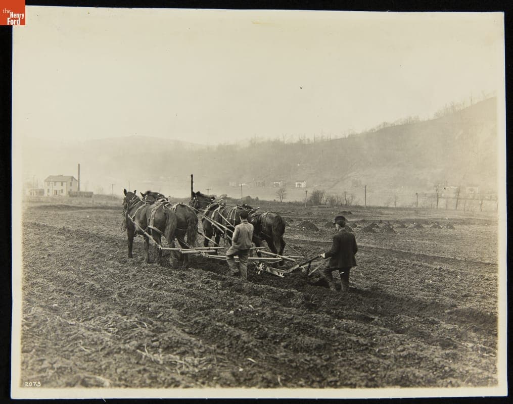 Plowing for Horseradish, H. J. Heinz Company, circa 1905