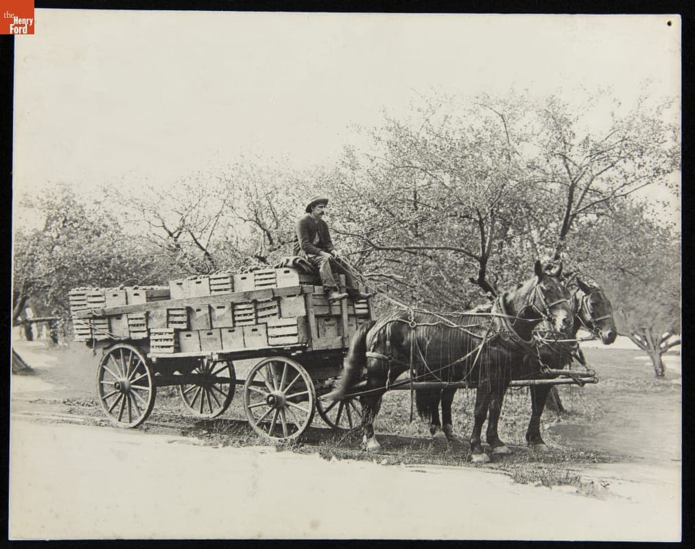 Horse-Drawn Wagon Transport of Harvested Apples, H. J. Heinz Company, circa 1905