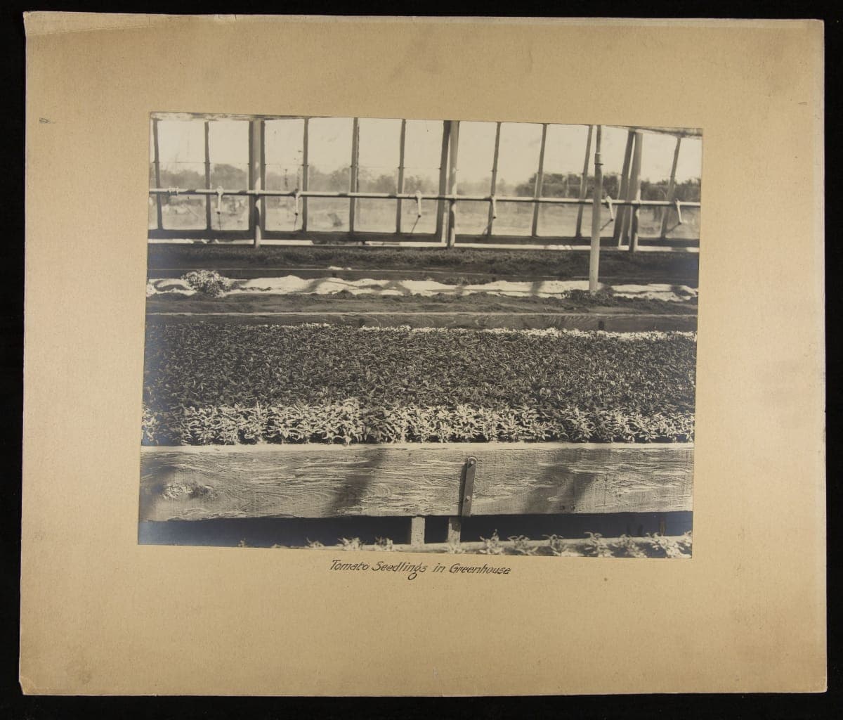 Tomato Seedlings in Greenhouse, circa 1910