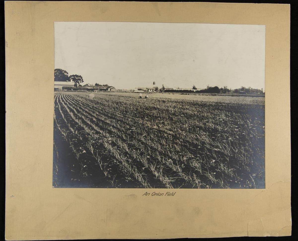 An Onion Field, H. J. Heinz Company, circa 1920