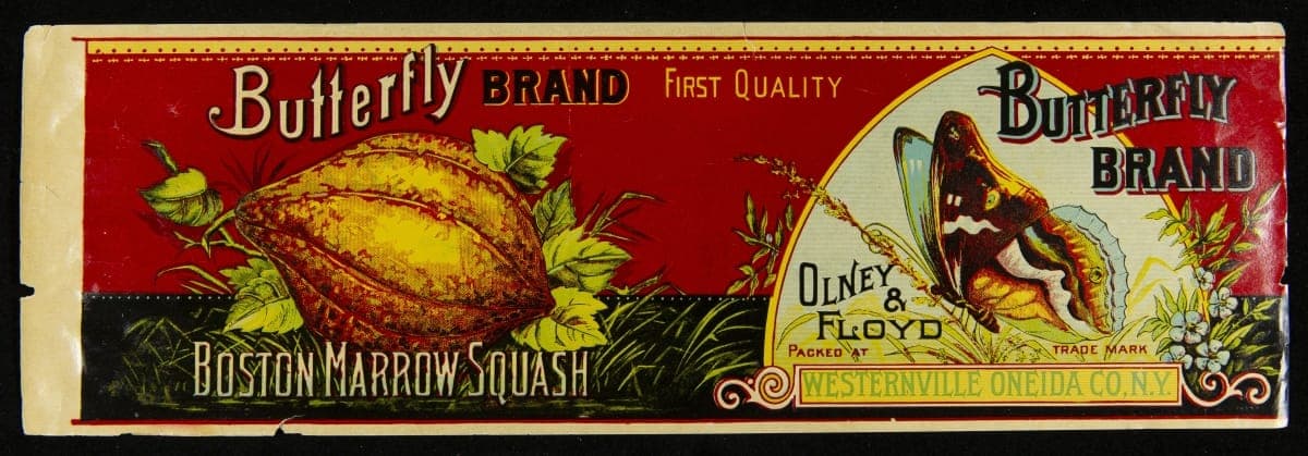 Can Label, "Butterfly Brand Boston Marrow Squash," 1890-1920