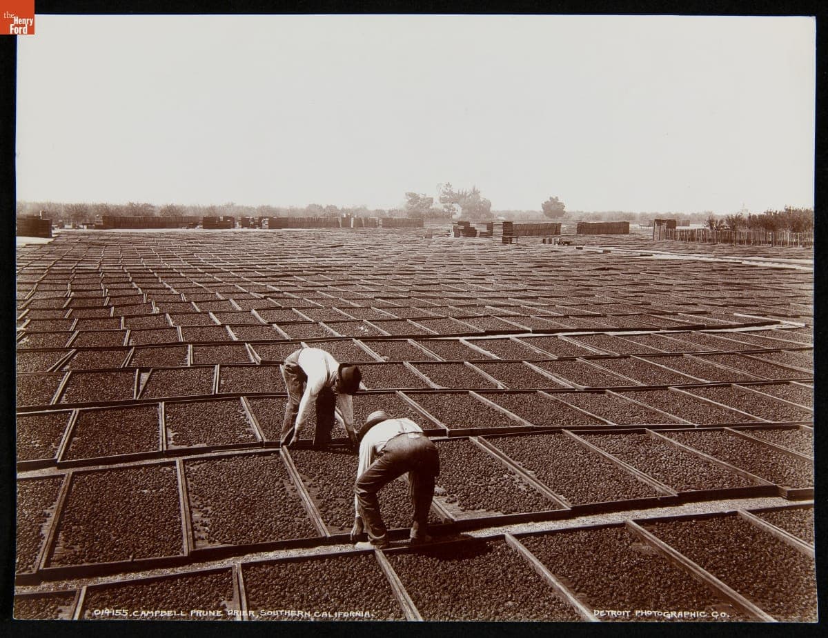 Campbell Prune Drier, Southern California, 1890-1910