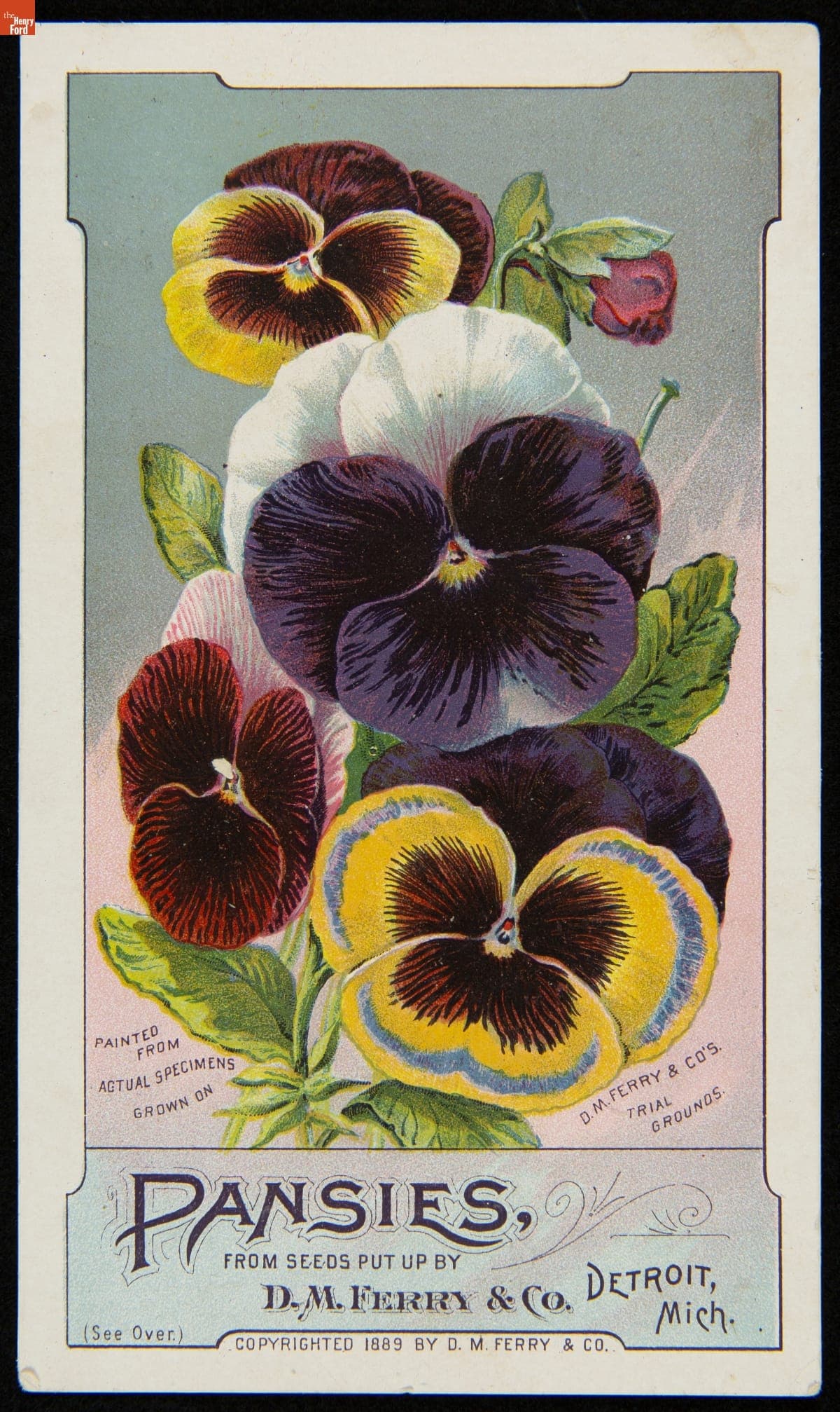 Trade Card for Pansies Seeds, D. M. Ferry & Co., 1889