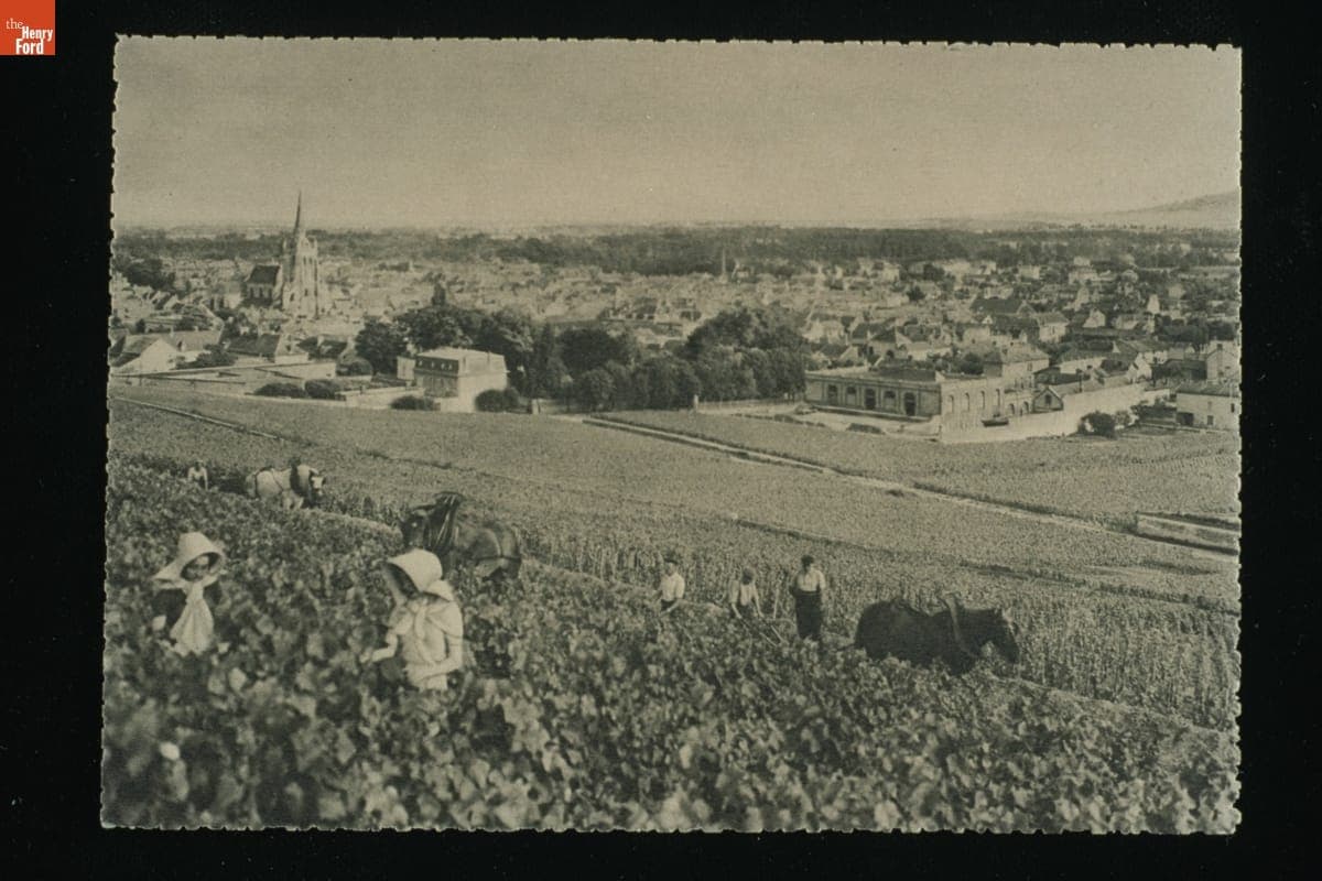 Harvesting Black Grapes for Champagne Pommery & Greno near Rheims, France, circa 1925
