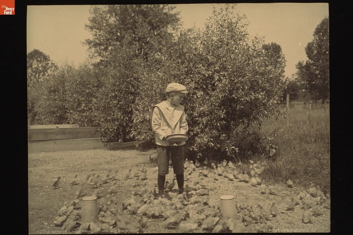 Grosse Isle Duck Farm - Feeding The Ducklings, circa 1900