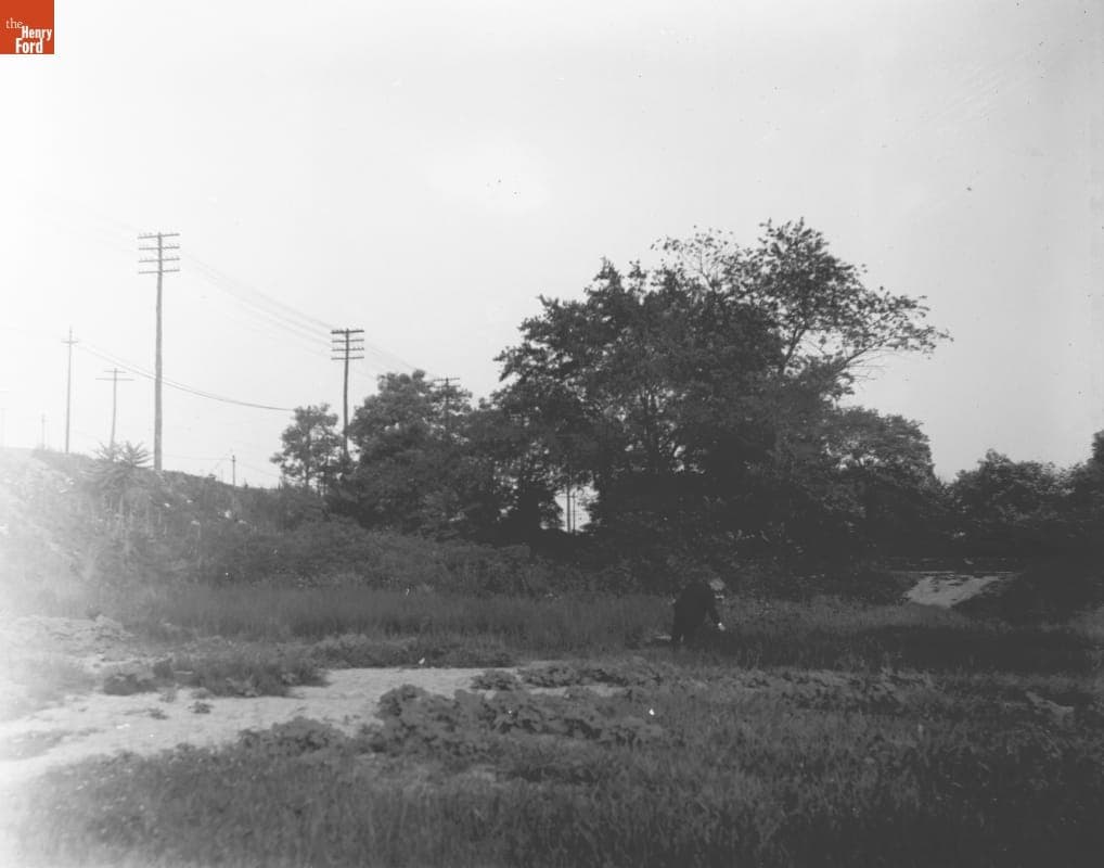 Big Tree - B -, 1890-1915