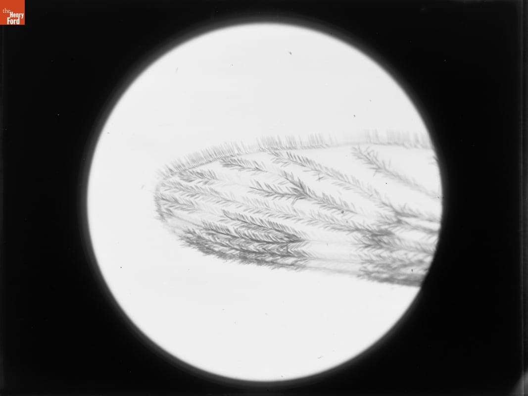Photomicrographs, Wing of Mosquito, 1890-1915