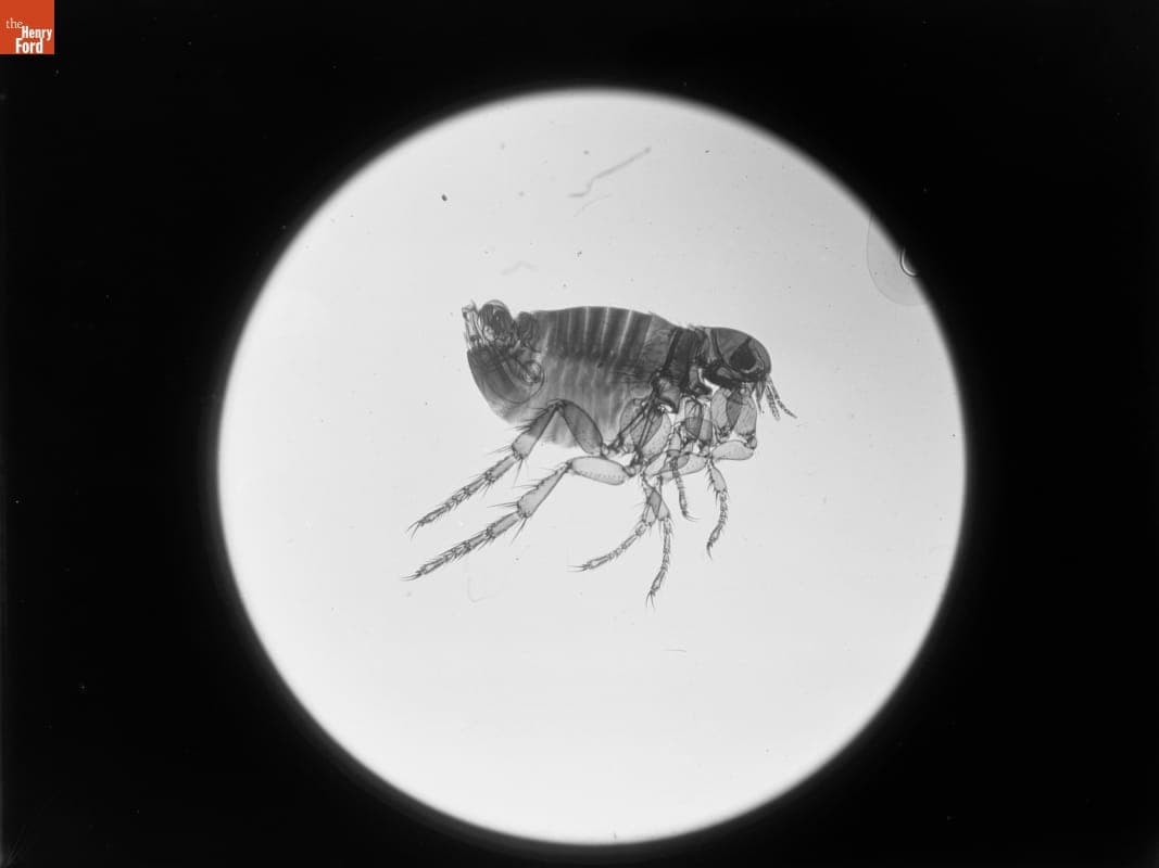 Photomicrograph, Whole Flea, 1890-1915
