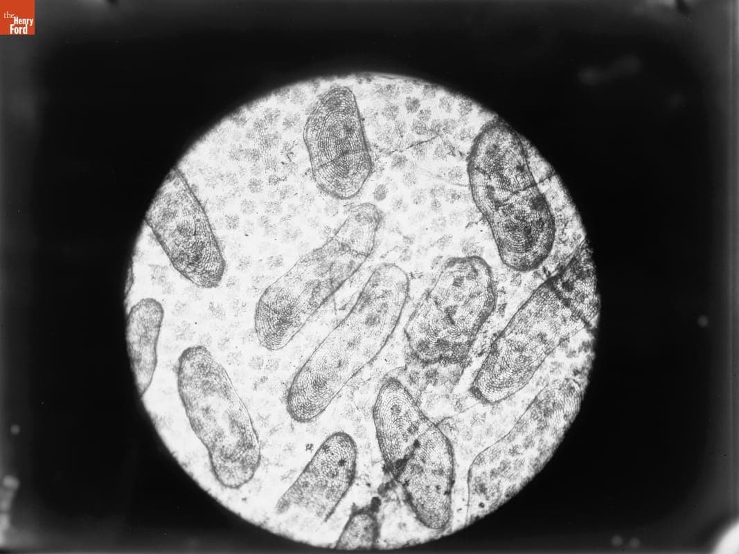 Photomicrograph of Skin of Eel with Scales in Situ, 1890-1915