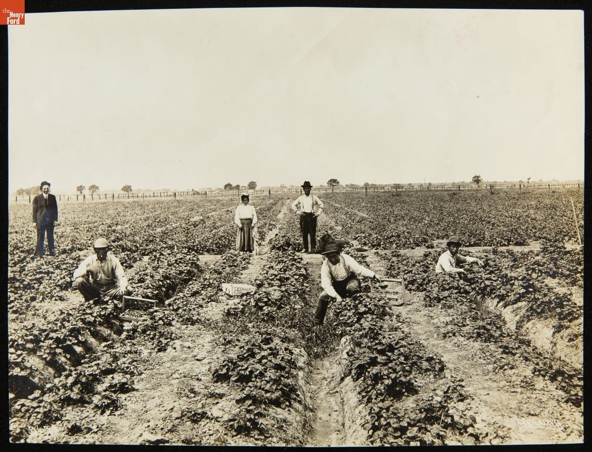 Japanese Men and Women in the Strawberry Fields, California, 1921-1922