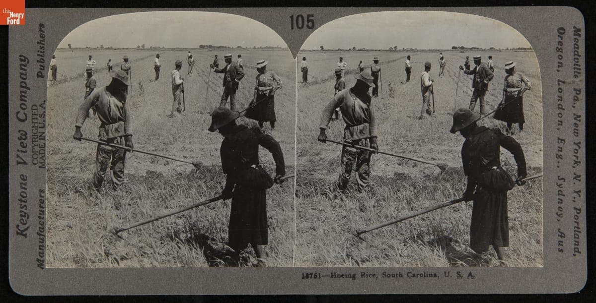 Hoeing Rice, South Carolina, U.S.A., 1900-1910