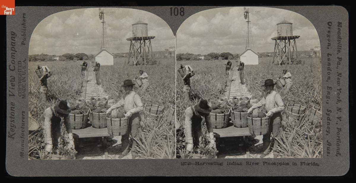 Harvesting Indian River Pineapples in Florida, 1900-1910