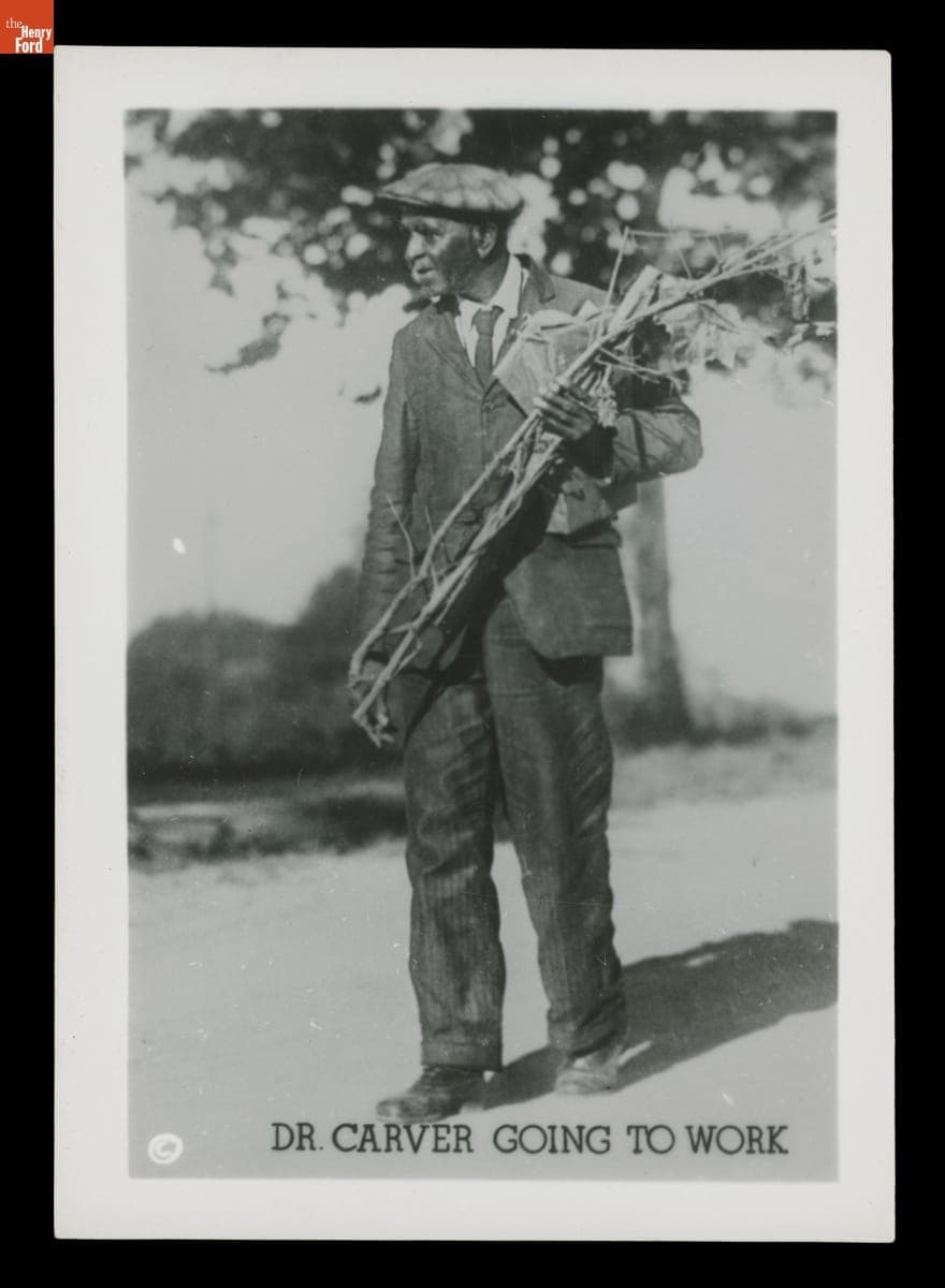 George Washington Carver Carrying Plant Stalks, "Dr. Carver Going to Work," circa 1940