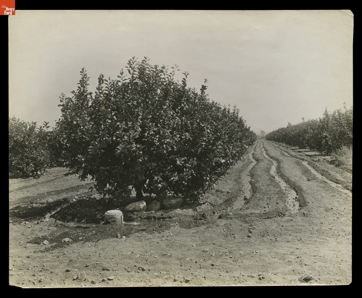 Orange Trees, circa 1923