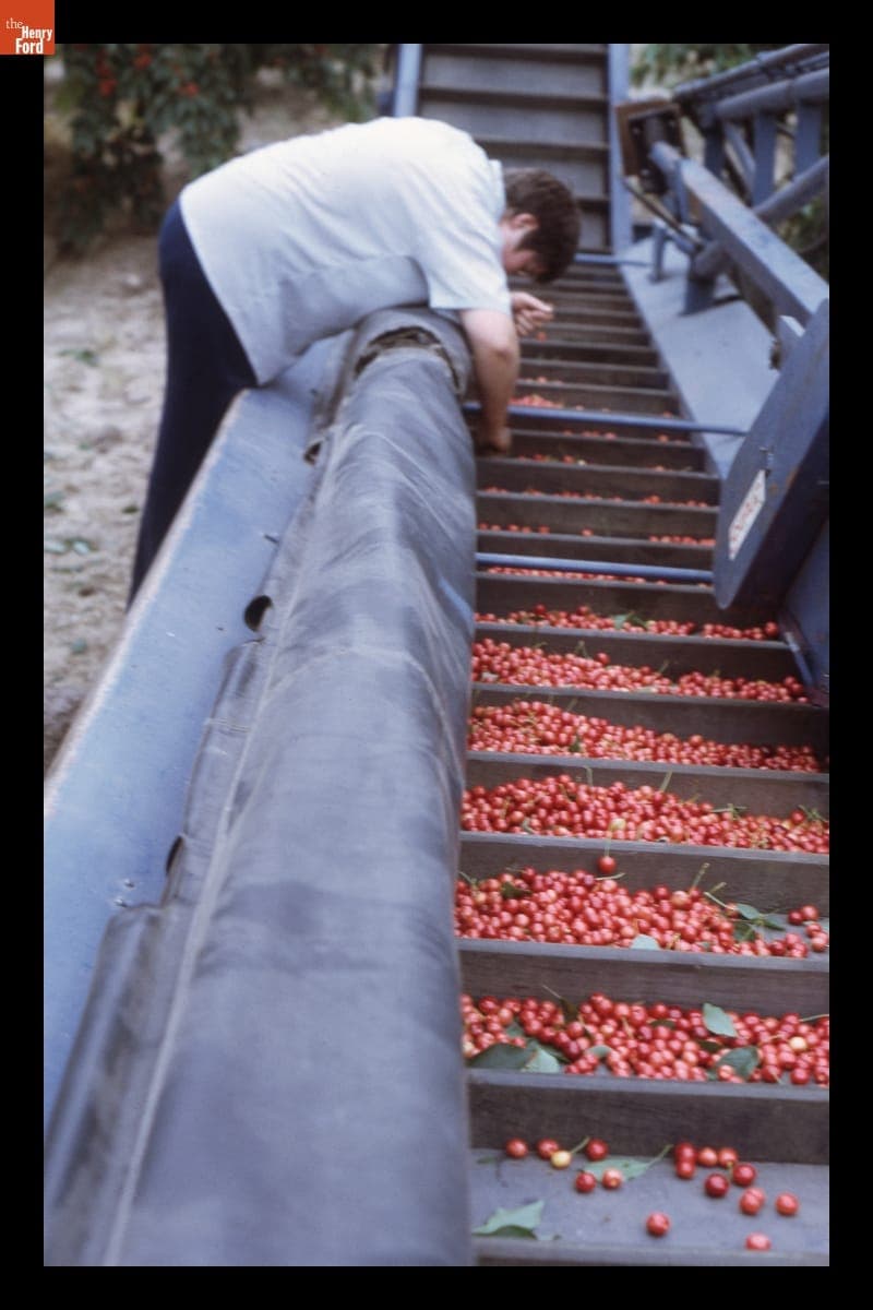 Linda Malosh Gee Removing Leaves and Debris from Harvested Cherries, 1972