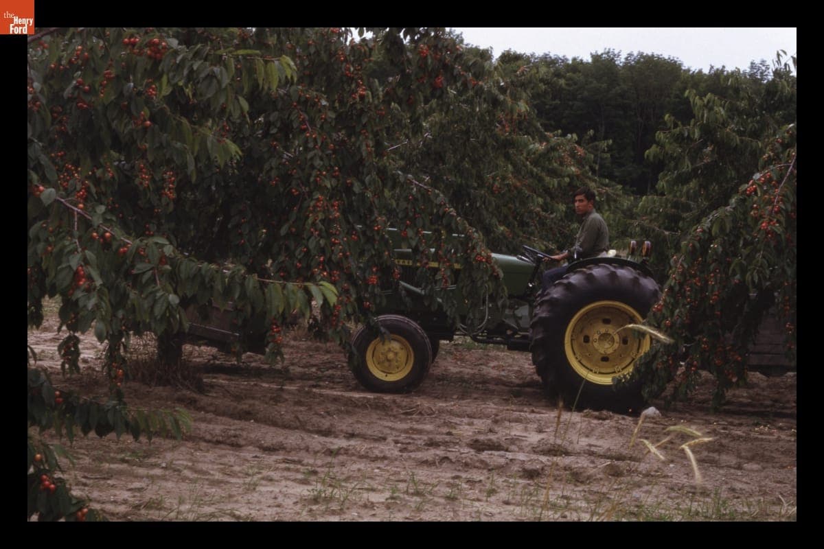 Worker Driving Tractor through Cherry Orchard, 1972