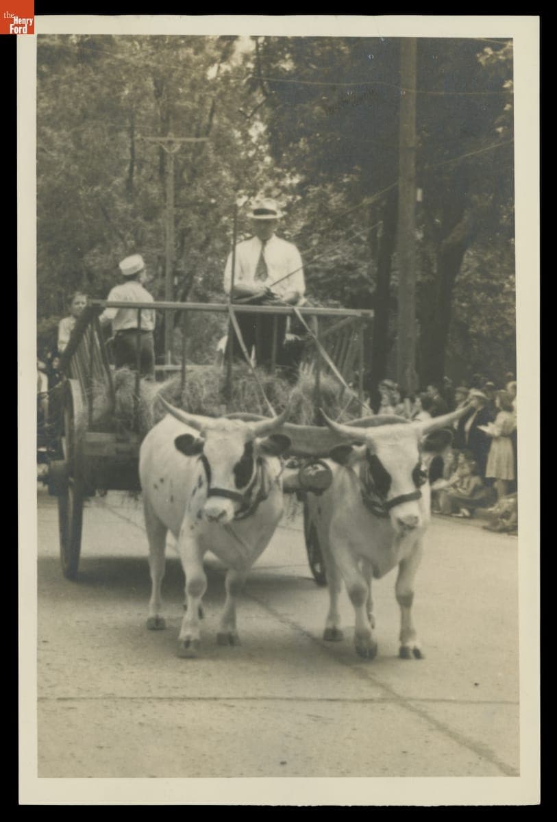 Oxen Team Pulling a Hay Wagon in a Parade, July 4, 1940