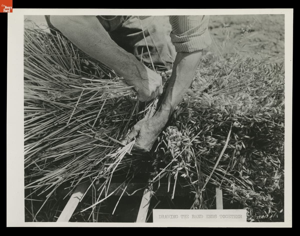 "Drawing the Band Ends," H.H. Raby Harvesting Using a Grain Cradle, 1944