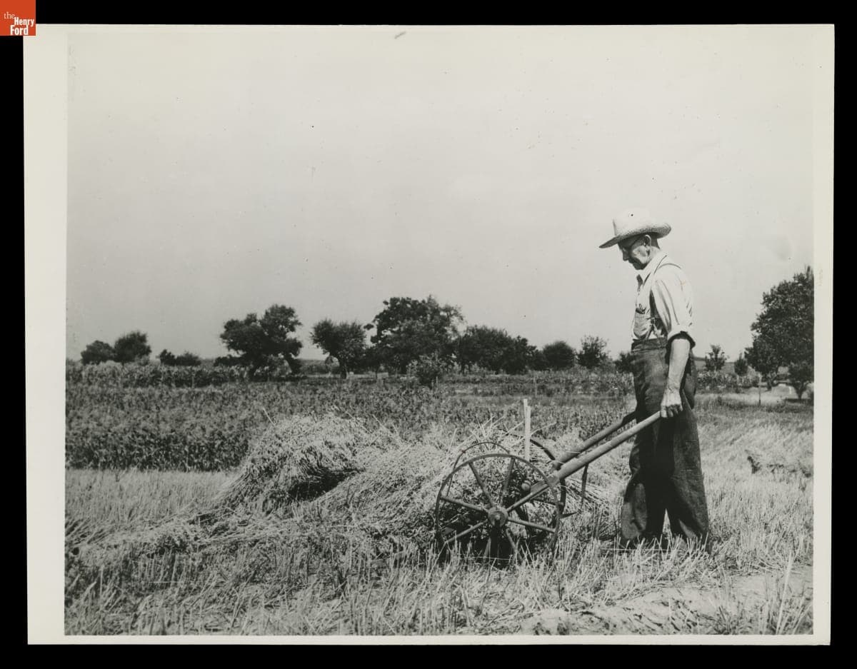 H.H. Raby Harvesting Using a Grain Cradle, 1944