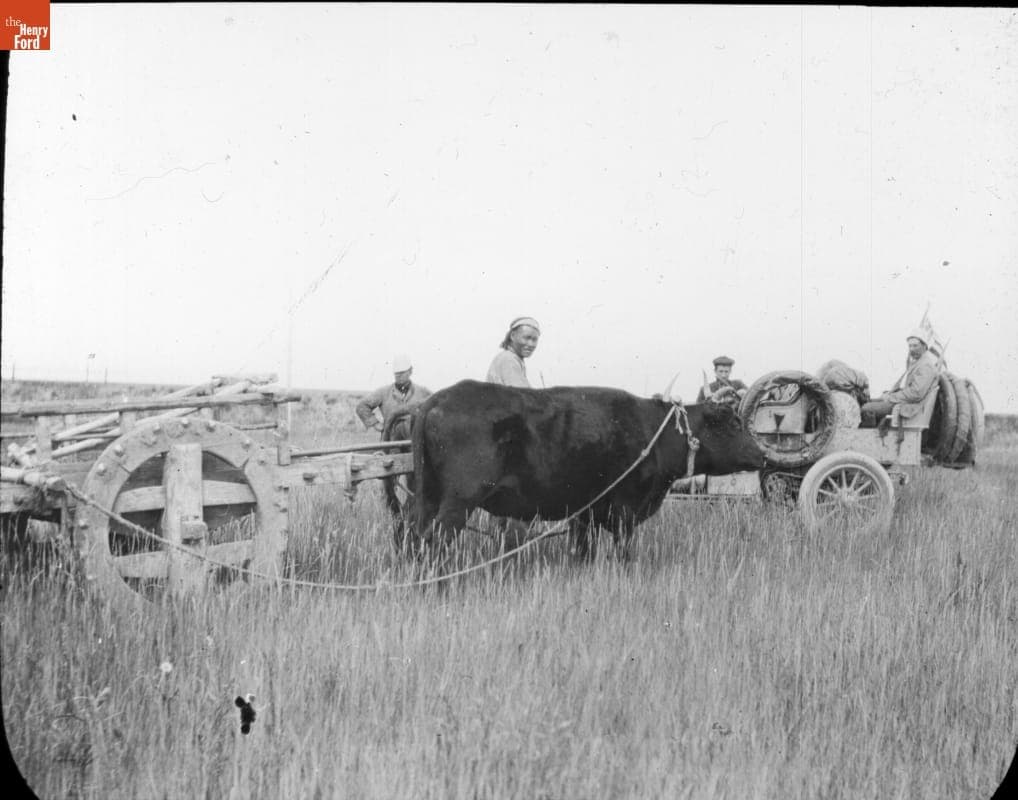 Team of Oxen with Thomas Flyer in Manchuria, New York to Paris Race, 1908