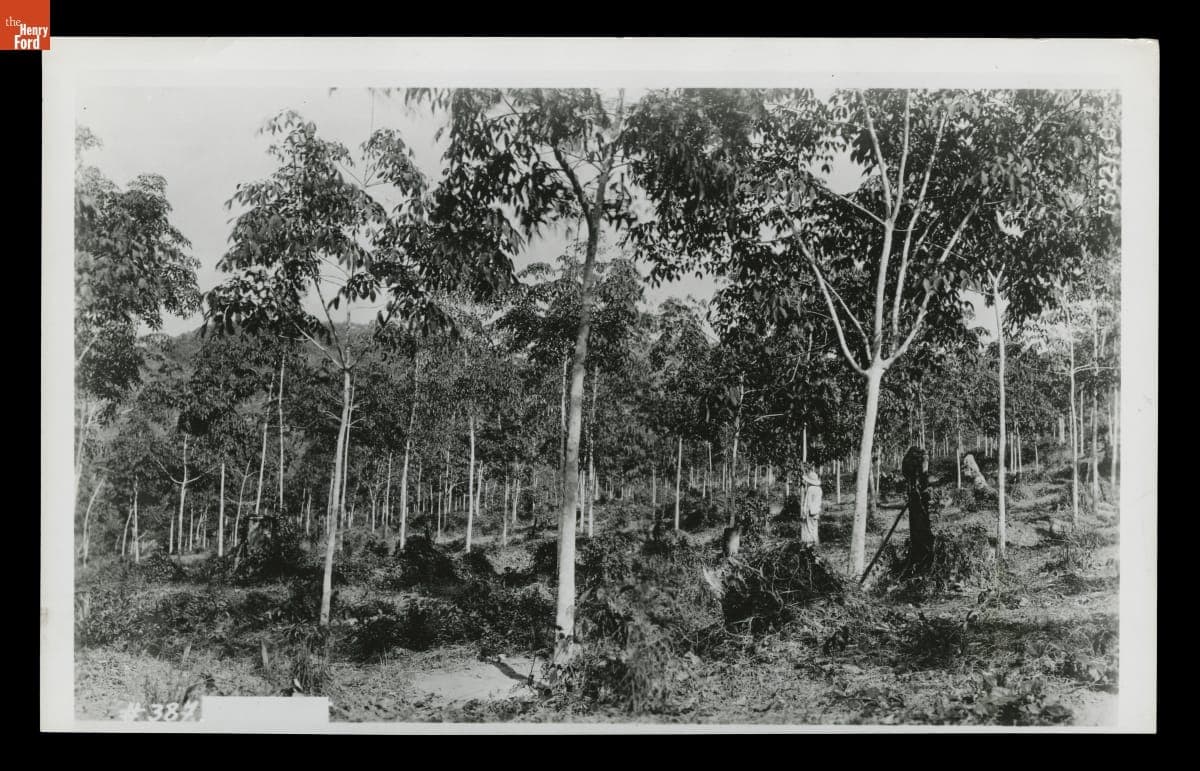 Young Rubber Trees at Belterra Rubber Plantation, Brazil, 1937