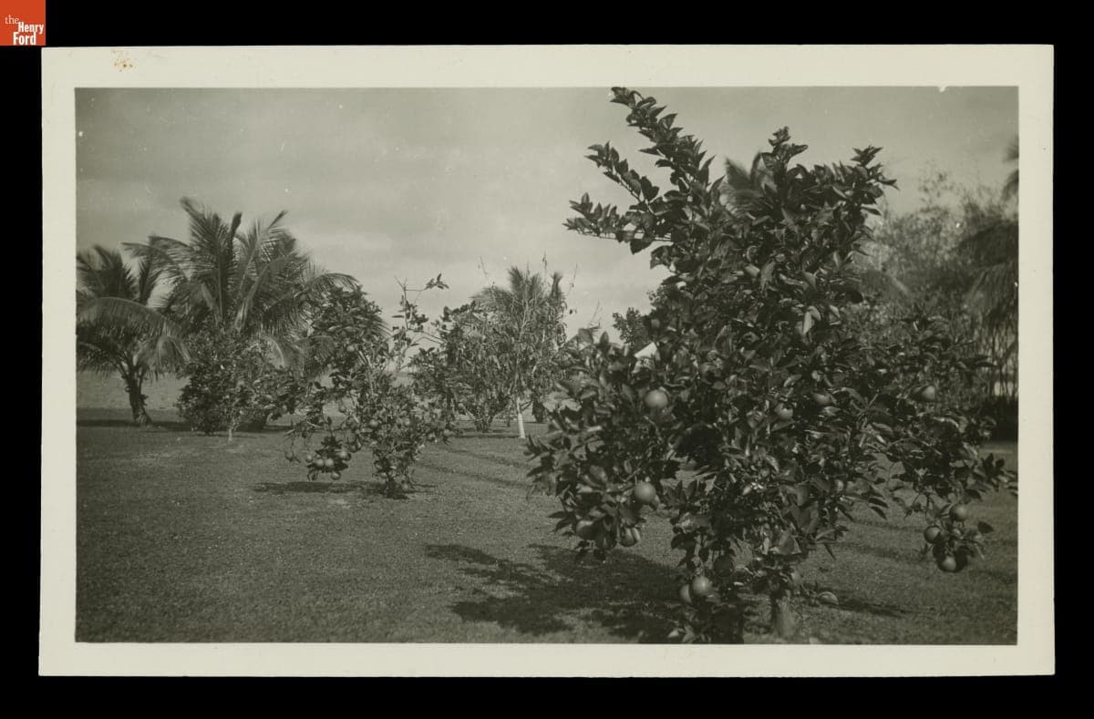 Grounds of "The Mangoes," Winter Estate of Henry and Clara Ford, circa 1925