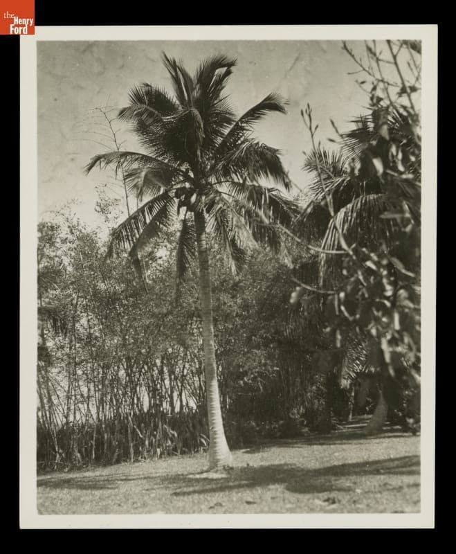 Grounds of "The Mangoes," Winter Estate of Henry and Clara Ford, circa 1925