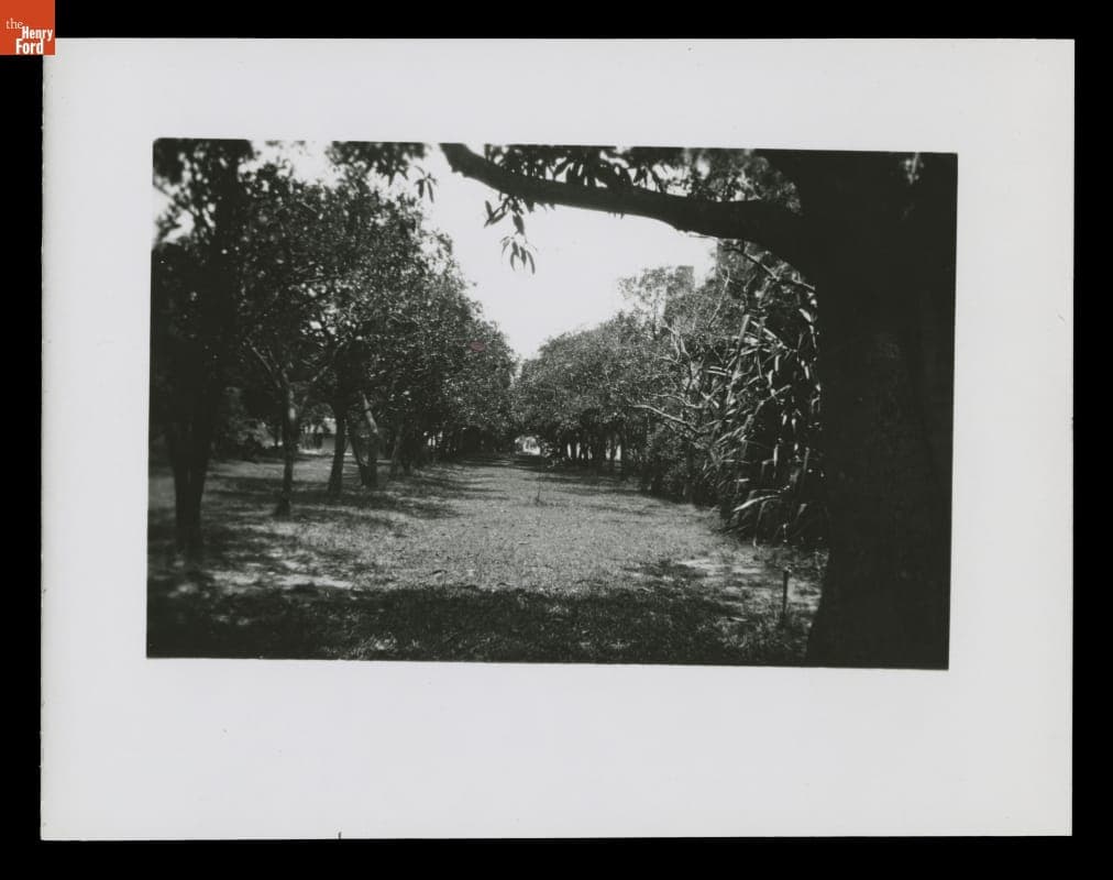 Grounds of "The Mangoes," Winter Estate of Henry and Clara Ford, circa 1920