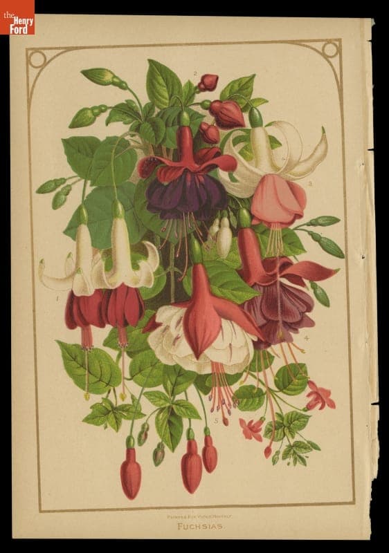 Lithograph, "Fuchsias," 1879